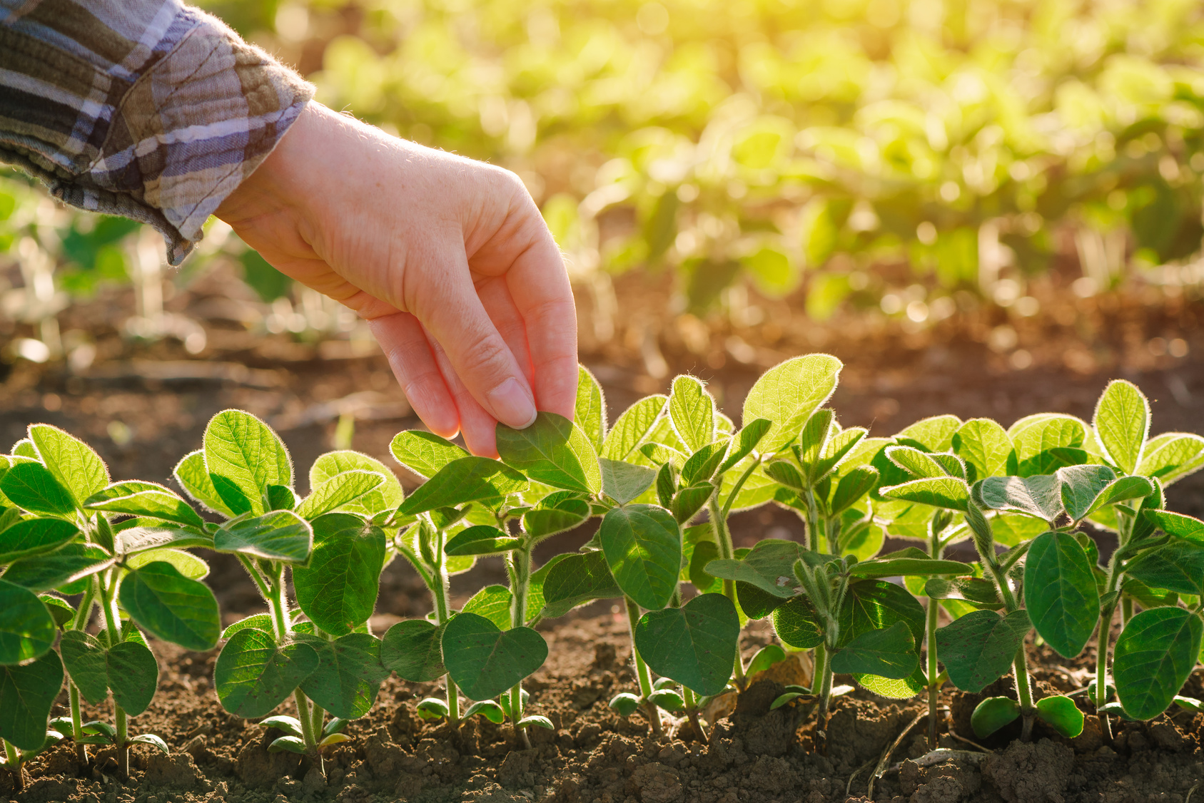 close up of female farmer hand examining soybean plant leaf